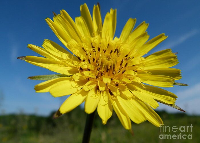 Flower Greeting Card featuring the photograph Dandelion by Christine Stack