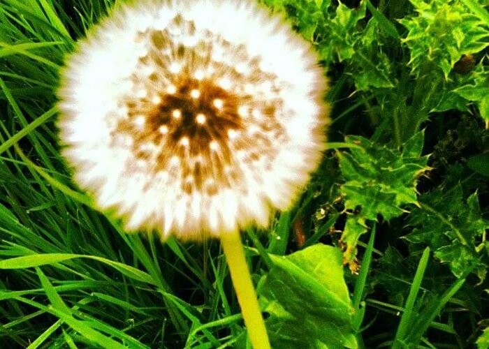 Flower Greeting Card featuring the photograph Dandelion Dreams by Leigh McAlpine