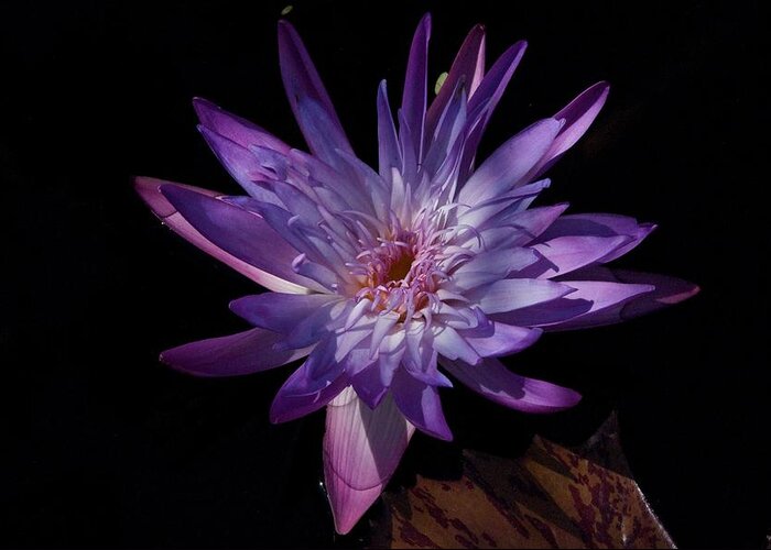 Brazillian Water Lilly Greeting Card featuring the photograph Dark Beauty by Joseph Yarbrough