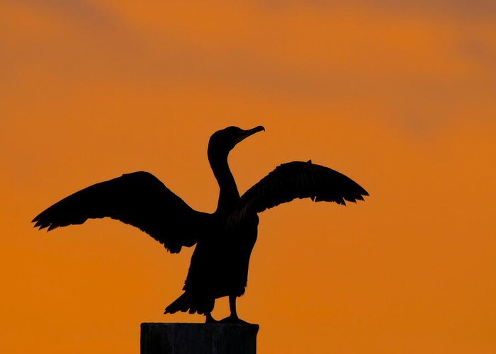 Double-crested Cormorant Greeting Card featuring the photograph Dawn of a Double-crested Cormorant by Tony Beck