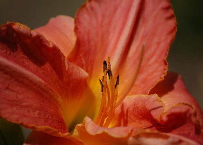 Daylilly Greeting Card featuring the photograph Daylilly by Randy J Heath