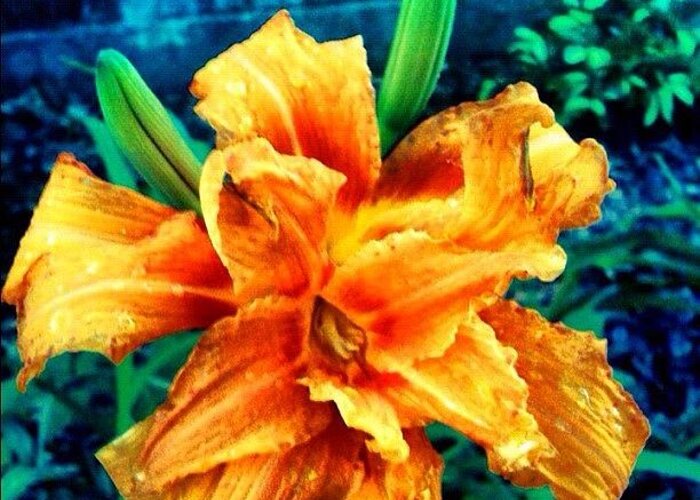 Beautiful Greeting Card featuring the photograph #daylily #flower #nature #godsbeauty by Seth Stringer