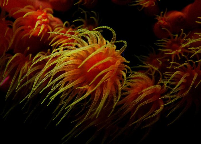 Jennifer Bright Art Greeting Card featuring the photograph Deep Ocean Coral Polyp by Jennifer Bright Burr