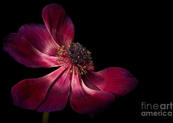 Anemone Greeting Card featuring the photograph Deep Pink Anemone - 2 by Ann Garrett