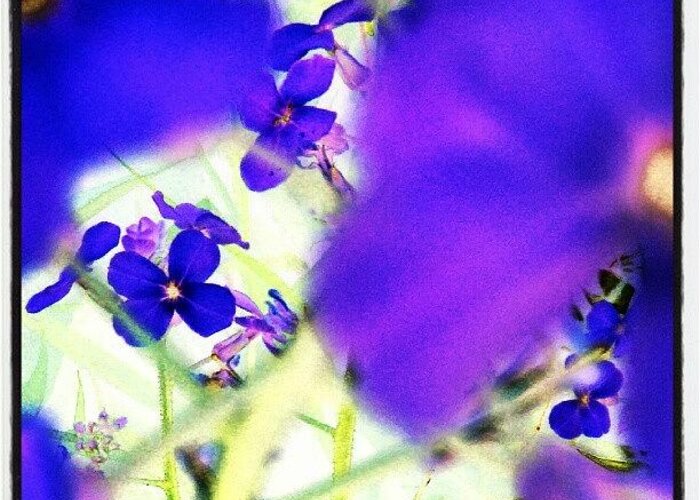 Andrography Greeting Card featuring the photograph Deep Violets #abstract #android by Marianne Dow