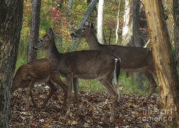 Deer Greeting Card featuring the photograph Deer in Forest by Lydia Holly
