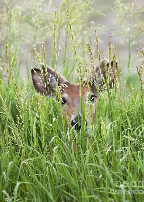 Deer Greeting Card featuring the photograph Deer in Hiding by Art Whitton