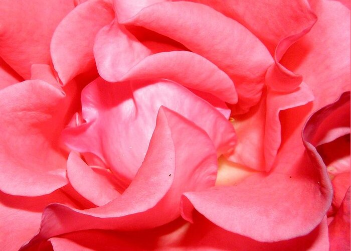 Pink Greeting Card featuring the photograph Delicate Swirls Of Pin by Kim Galluzzo Wozniak