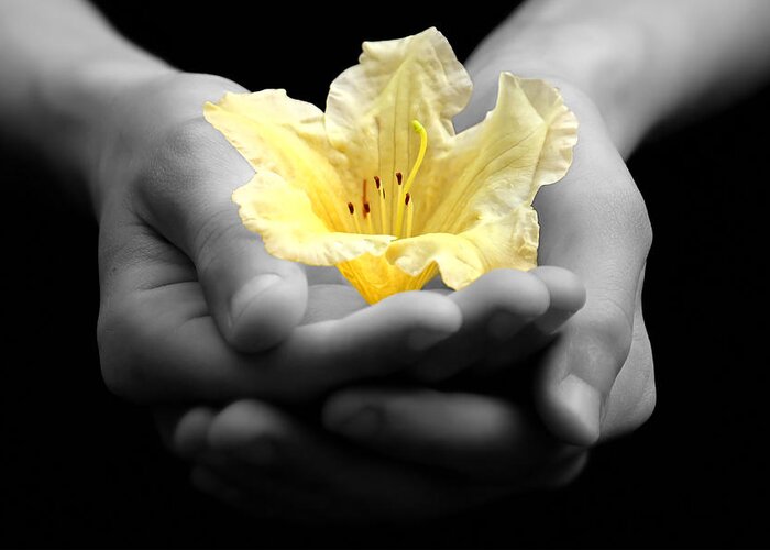 Hands Greeting Card featuring the photograph Delicate Yellow Flower In Hands by Tracie Schiebel