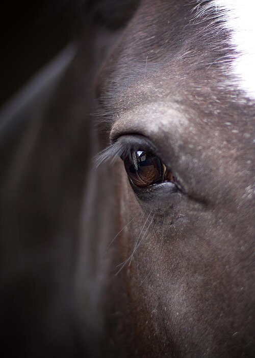 Animal Greeting Card featuring the photograph Detailed Closeup Of Horse's Eye by Ethiriel Photography