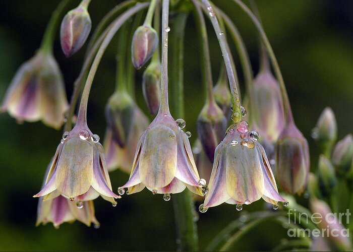 Allium Greeting Card featuring the photograph Dew Bells by Jacky Parker