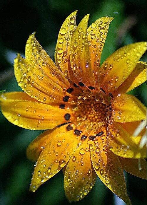 Dew Greeting Card featuring the photograph Dew-Dipped Wildflower by Louise Mingua
