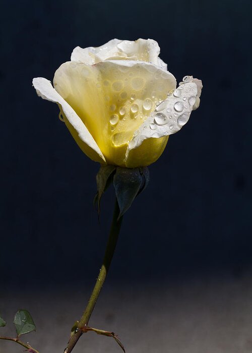 Dew Greeting Card featuring the photograph Dew On Yellow Rose by Dina Calvarese