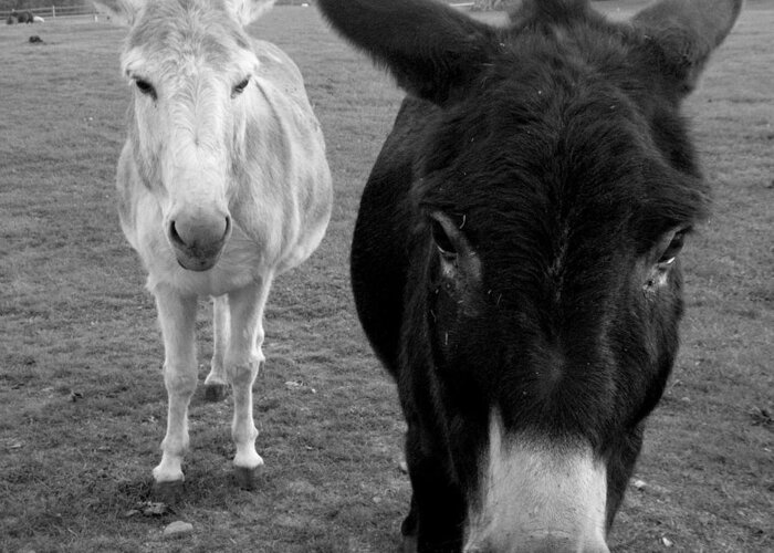 Donkeys Greeting Card featuring the photograph Donks by Kim Galluzzo Wozniak