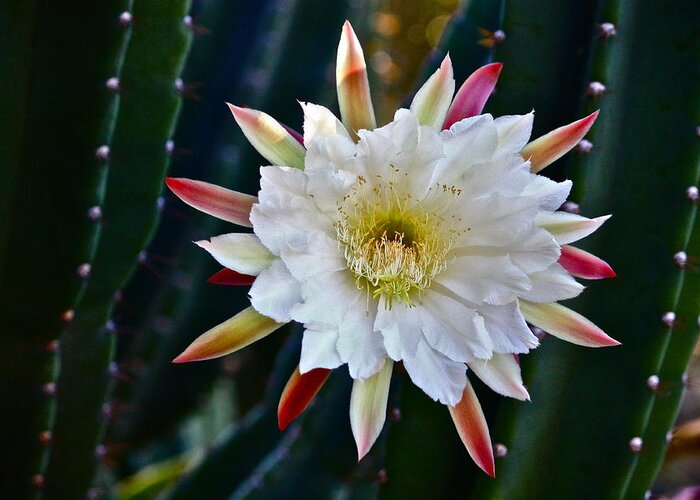 Cactus Greeting Card featuring the photograph Doris' Cactus One by Diana Hatcher