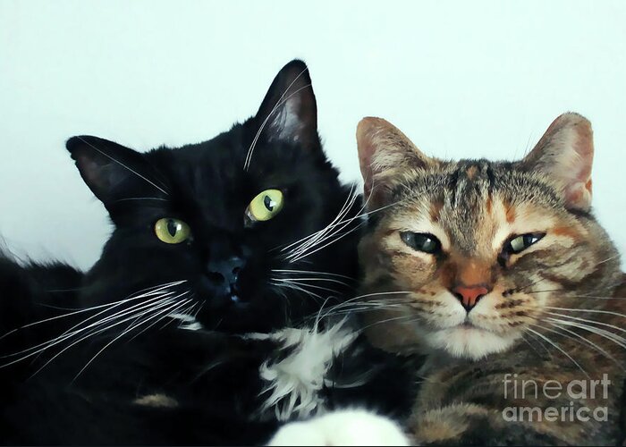 Black Cat Greeting Card featuring the photograph Double Trouble 1 by Nora Martinez