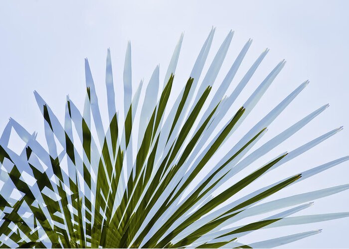 Palm Tree Greeting Card featuring the photograph Double Vision by Sherri Meyer