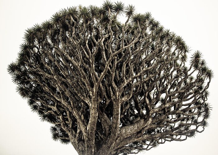 Dragon Tree Greeting Card featuring the photograph Dragon Tree by Justin Albrecht