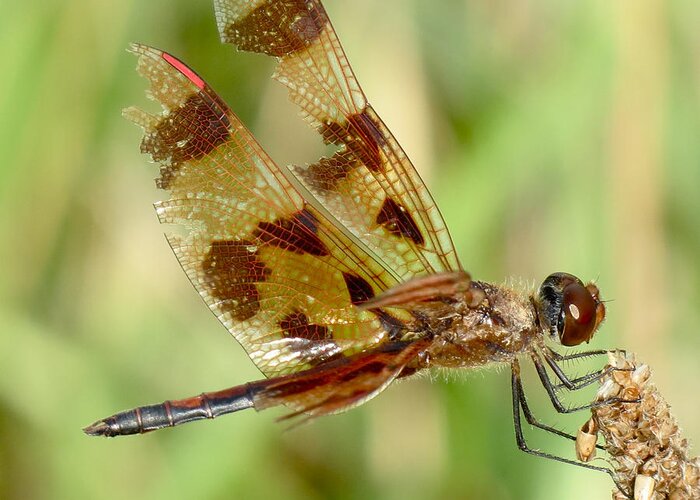 Dragonfly Greeting Card featuring the photograph Dragonfly by Azthet Photography