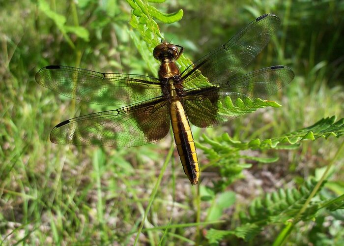 Nature Greeting Card featuring the photograph Dragonfly by David Pickett