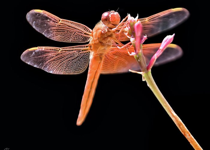 Endre Greeting Card featuring the photograph Dragonfly by Endre Balogh