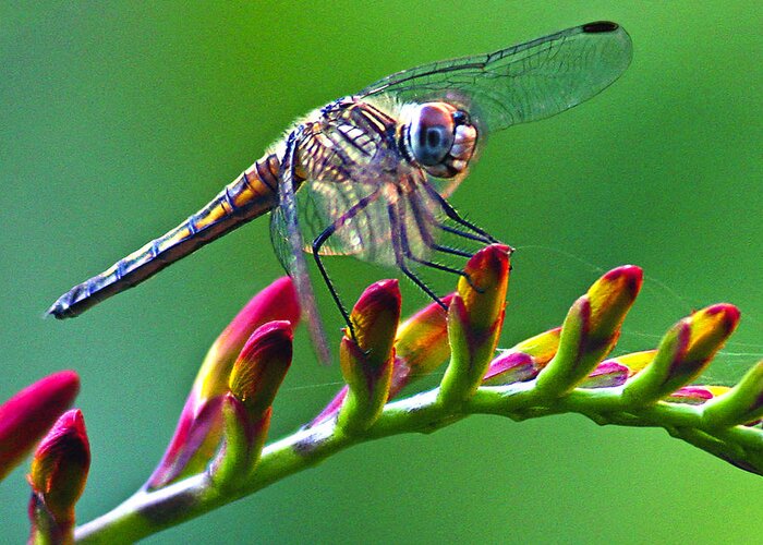 Animals Greeting Card featuring the photograph Dragonfly by Jean Noren