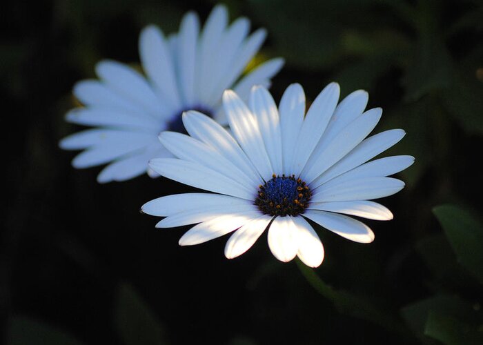 Blue Greeting Card featuring the photograph Dramatic Daisies by Jai Johnson