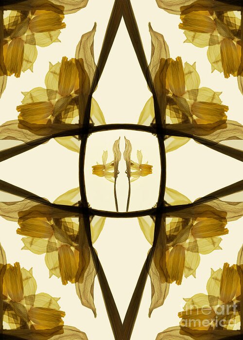 Daffodils Greeting Card featuring the photograph Dried Daffodil Composition by Janeen Wassink Searles