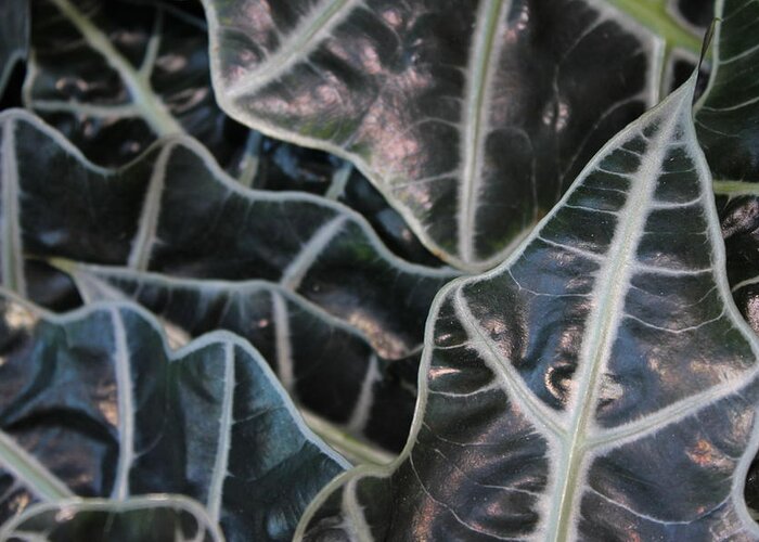 Ivy Abstract Greeting Card featuring the photograph Drifter's Escape by Shawn Hughes