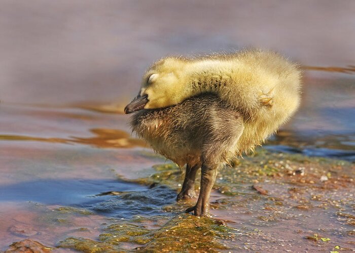 Goslings Greeting Card featuring the photograph Drying Off by Pat Abbott