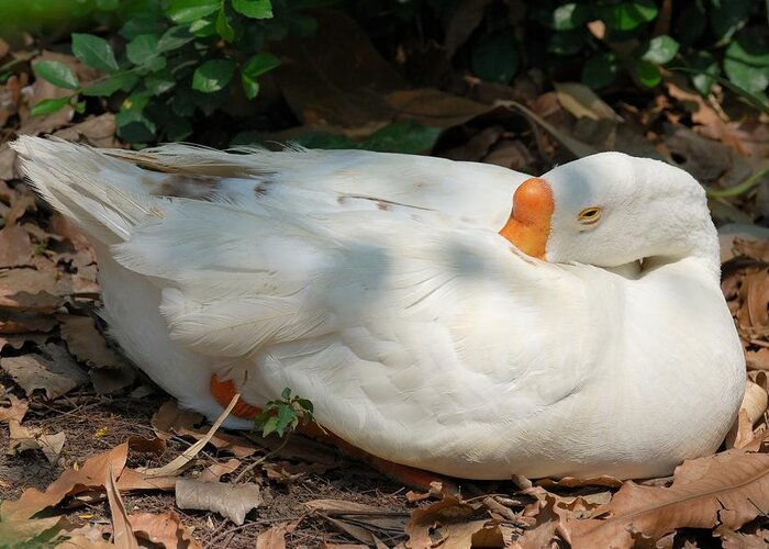 Duck Greeting Card featuring the photograph Duck resting by Fotosas Photography