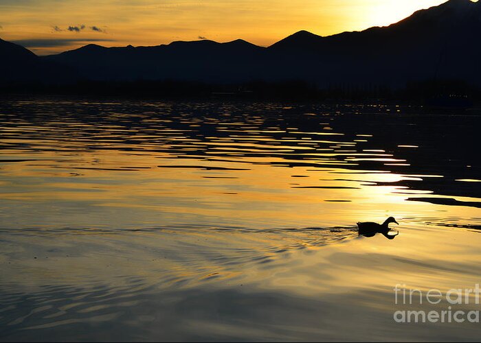 Duck Greeting Card featuring the photograph Duck swimming by Mats Silvan