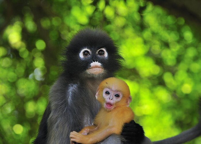 00450278 Greeting Card featuring the photograph Dusky Leaf Monkey And Baby by Thomas Marent