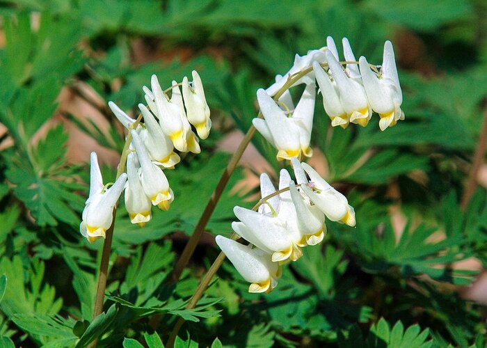 Spring Greeting Card featuring the photograph Dutchmans Breeches DSPF055 by Gerry Gantt