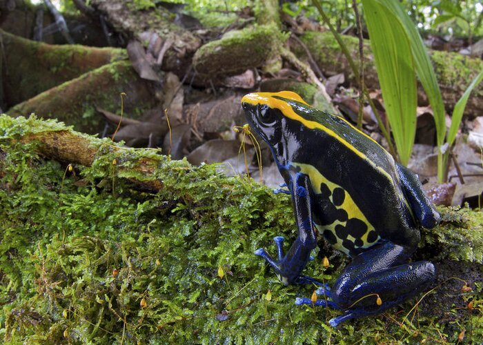 00479309 Greeting Card featuring the photograph Dyeing Poison Frog In Rainforest Surinam by Piotr Naskrecki