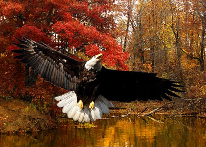 Late October Greeting Card featuring the photograph Eagle in Autumn Splendor by Randall Branham