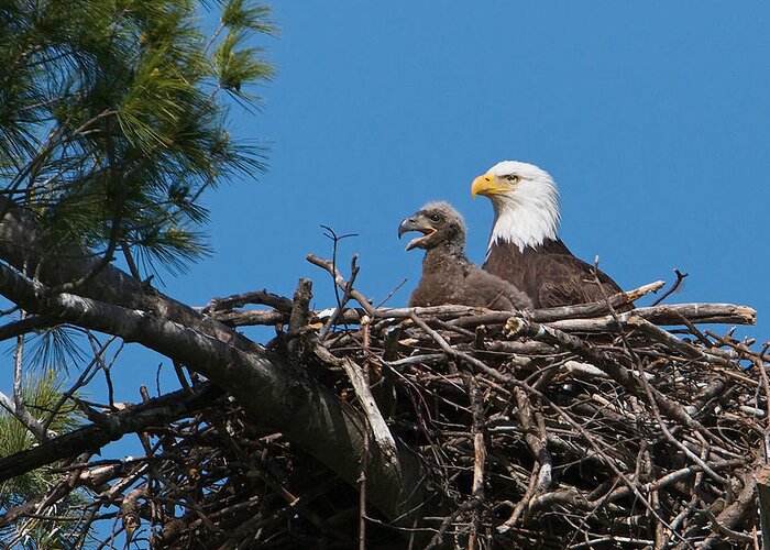 Bald Eagle Greeting Card featuring the photograph Eagle Nest by Dale J Martin