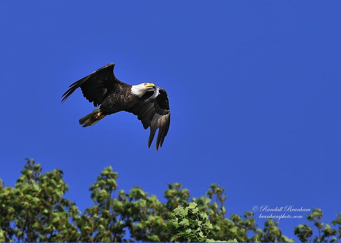 Eagle Over Tree Top Greeting Card featuring the photograph Eagle Over The Tree Top by Randall Branham