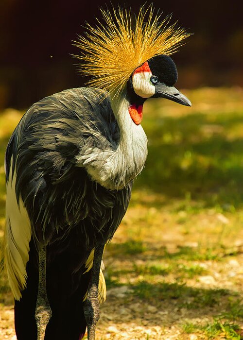 Bird Greeting Card featuring the photograph East African Crowned Crane Pose by Bill and Linda Tiepelman