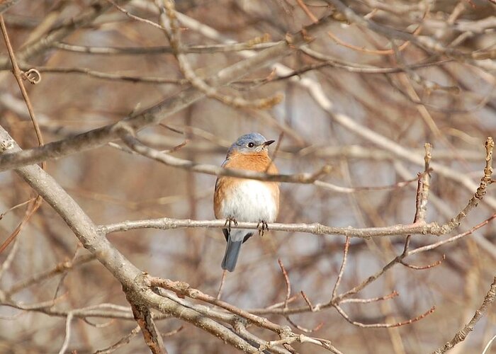 Image Of Eastern Bluebird Greeting Card featuring the photograph Eastern Bluebird by Mary McAvoy