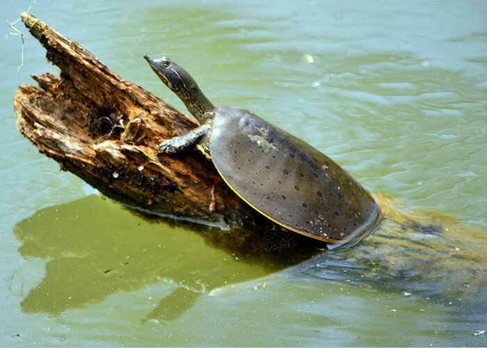 Eastern Spiny Softshell Turtle Greeting Card by Brian Stevens