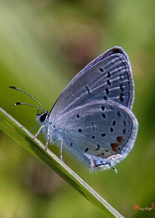 Spring Greeting Card featuring the photograph Eastern Tailed-Blue Butterfly DIN045 by Gerry Gantt