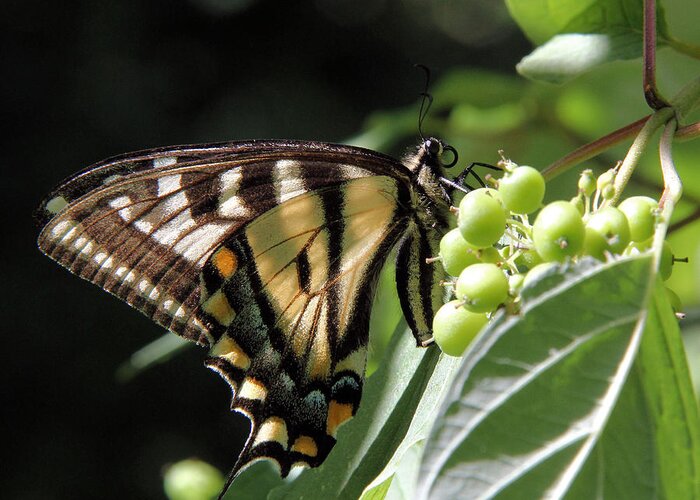 Tiger Swallowtail Greeting Card featuring the photograph Canadian Tiger Swallowtail beauty by Doris Potter