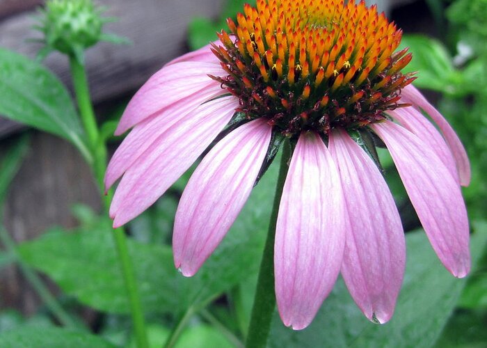 Echinacea Greeting Card featuring the photograph Echinacea after the rain by Life Makes Art