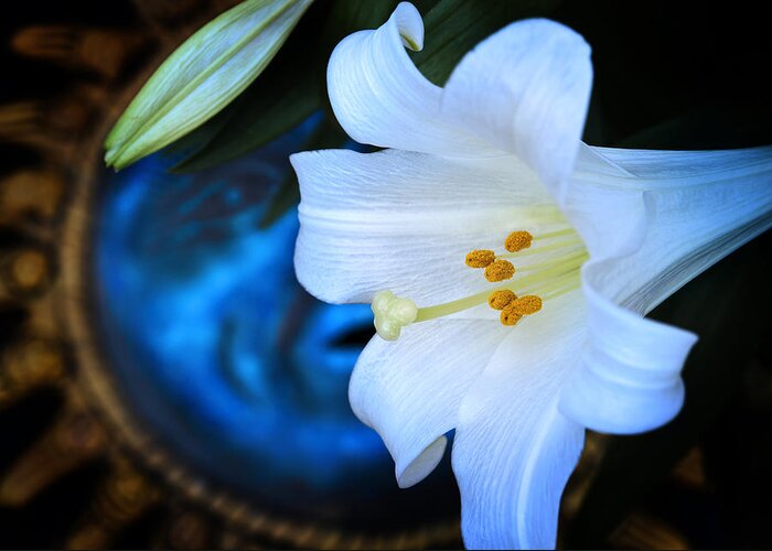 Lily Greeting Card featuring the photograph Eclipse With A Lily by Steven Sparks