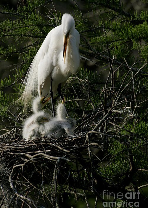 Egret Photography Greeting Card featuring the photograph Egret Bird - Mother Egret and Babies by Luana K Perez