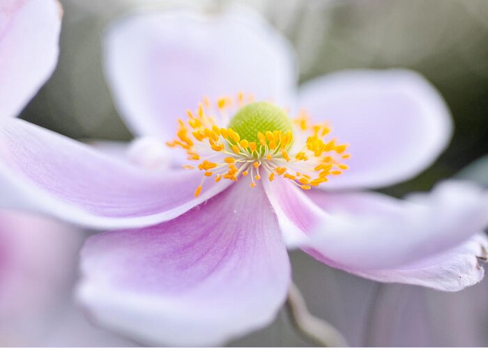 Anemone Greeting Card featuring the photograph Elegant Anemone by Margaret Pitcher