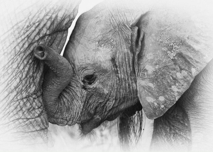 Africa Greeting Card featuring the photograph Elephant calf in black and white by Johan Elzenga