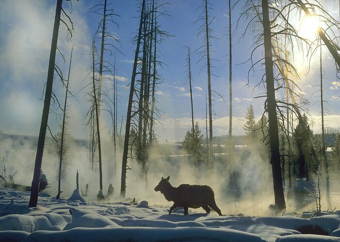 00176624 Greeting Card featuring the photograph Elk Female In The Snow With Steam by Tim Fitzharris