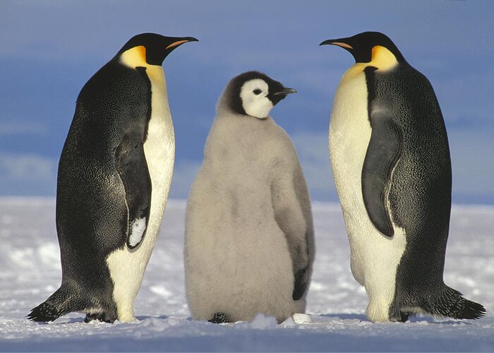 Mp Greeting Card featuring the photograph Emperor Penguin Aptenodytes Forsteri by Tui De Roy